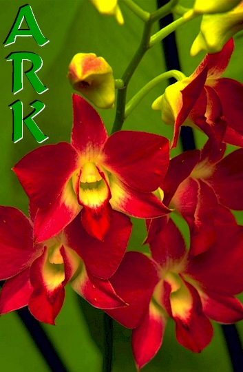 ARK Web Design. Red and Yellow Orchid * ARK Webontwerp. Rooi en Geel Orgidee